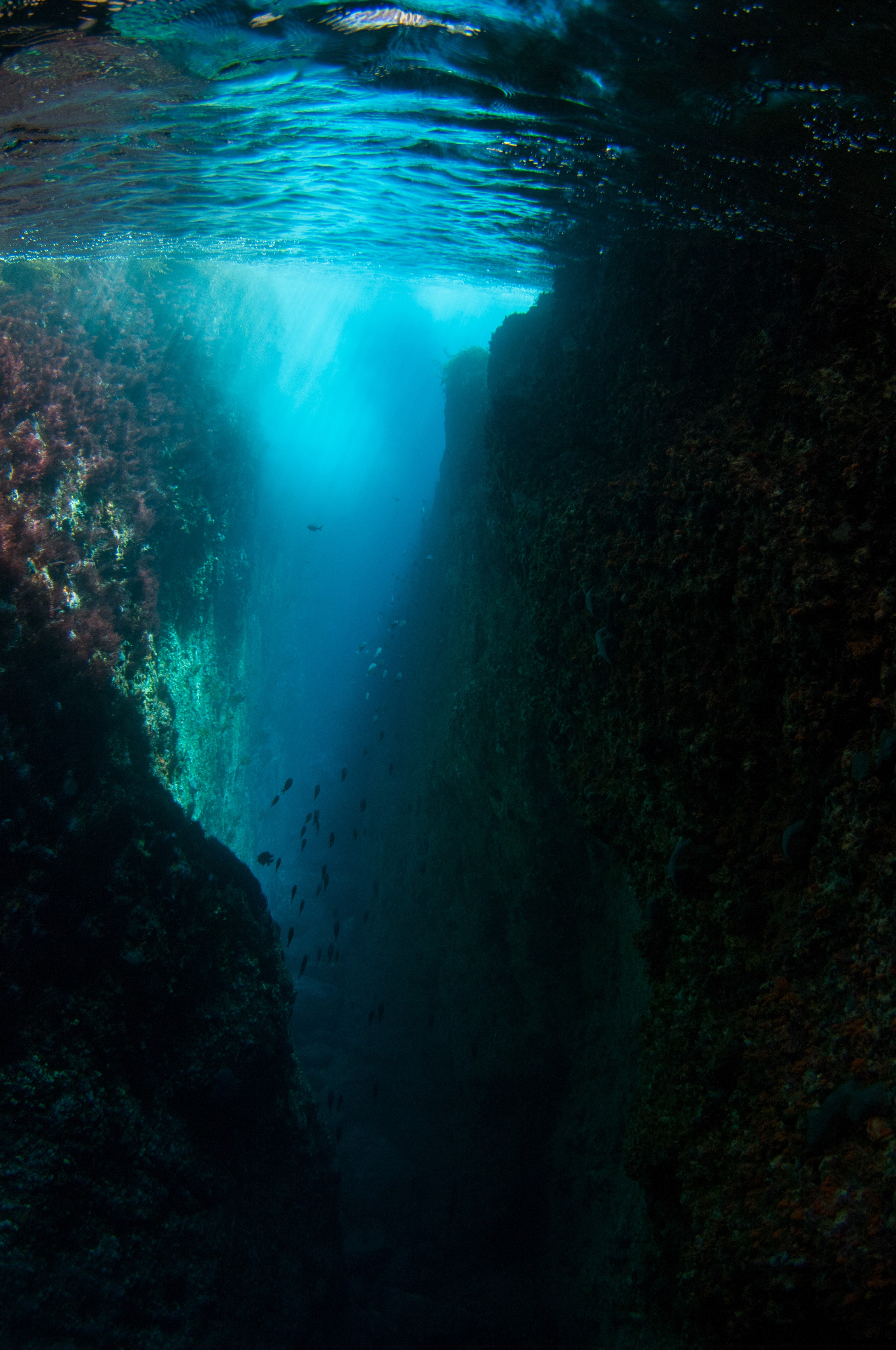 _DSC8107 – new, zealand, new zealand, nz, crispin, poor, knights, marine, reserve, scene, scenic,  cave, underwater, light, irene, dec16, matts crack, long cave